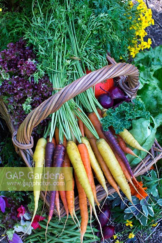 Organic vegetables in basket. Carrots, red onion, cabbage, green beans, lettuce and tagetes, thyme, mint, sage and parsley in vegetable patch 
