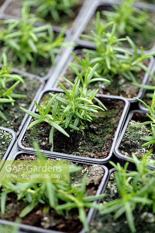 Rosmarinus officinalis - Rosemary 'Repens' plants grown from cuttings