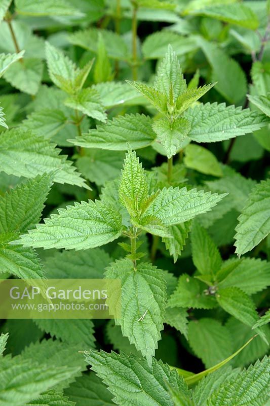 Urtica dioica - Common Nettle