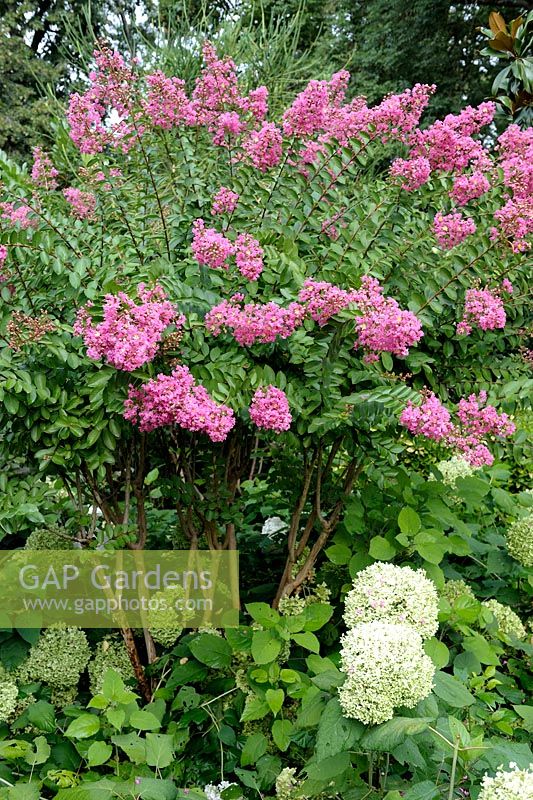 Lagerstroemia indica underplanted with Hydrangea arborescens 'Annabelle'