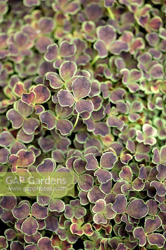 Trifolium repens 'Purpurascens' - Ornamental Clover