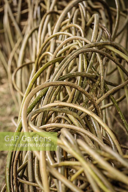 Twisted willow fence - The Badger Beer Garden, RHS Hampton Court Palace Flower Show 2012