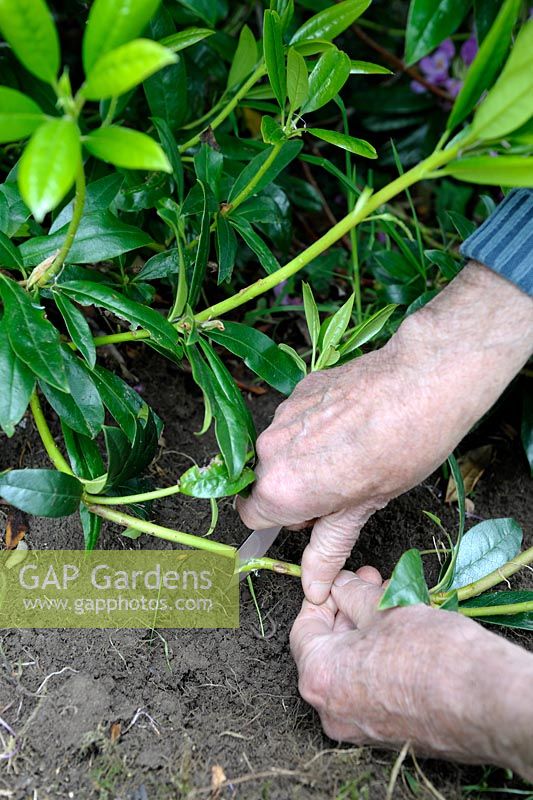Propagating Rhododendron by layering - Step 1 - wounding the stem