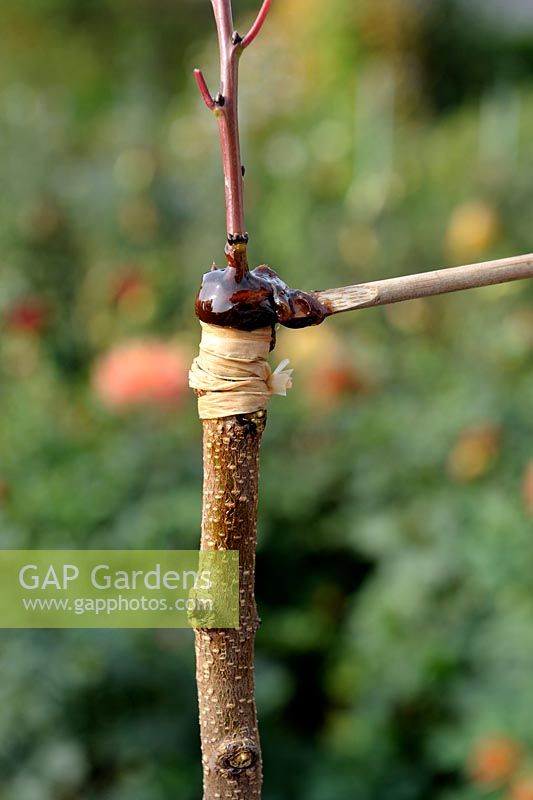 Cleft grafting an Apricot tree - Step 5 - adding grafting wax