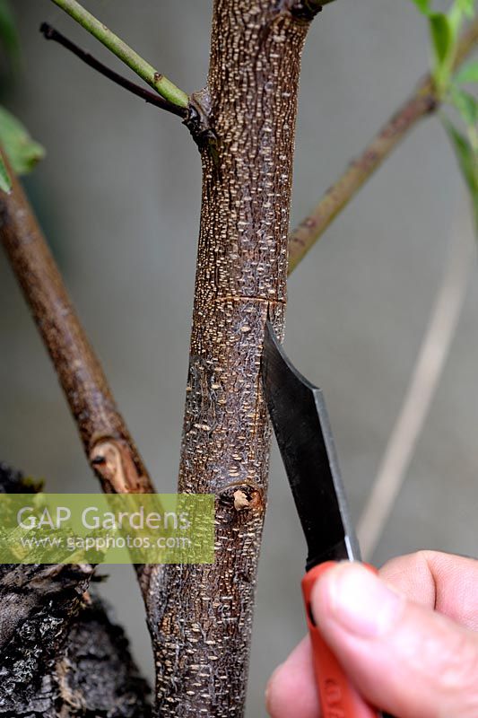 T-budding or shield budding a Peach tree - Step 3 - making a T-shaped slit in the rootstock