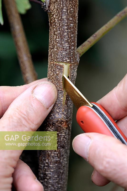 T-budding or shield budding a Peach tree - Step 4 - discarding the bark of the rootstock