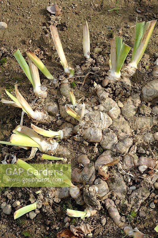 Iris germanica rhizomes on the ground