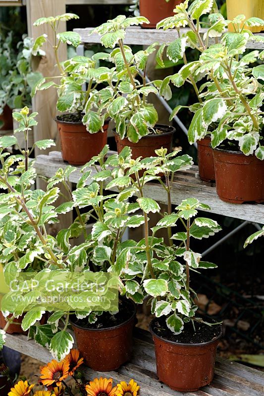 Plectranthus coleoides 'Variegata' - Swedish Ivy