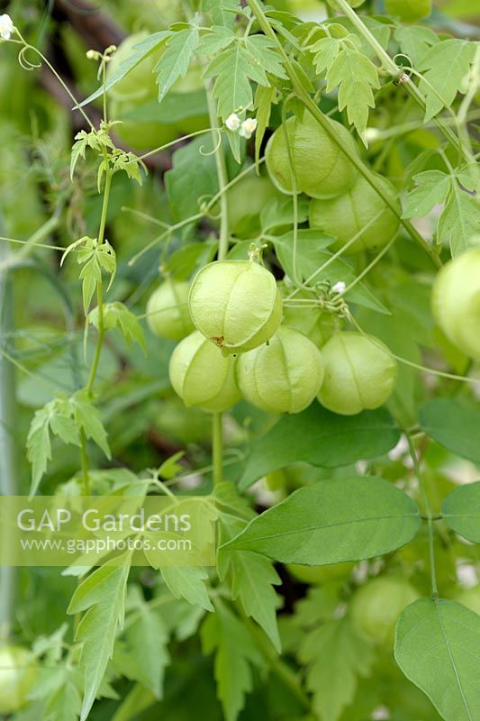 Cardiospermum halicacabum - Balloon Plant fruits