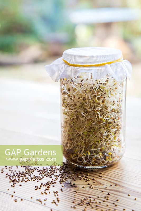 Glass jar containing Sprouted Alfalfa seeds, with loose seeds scattered on table. 
