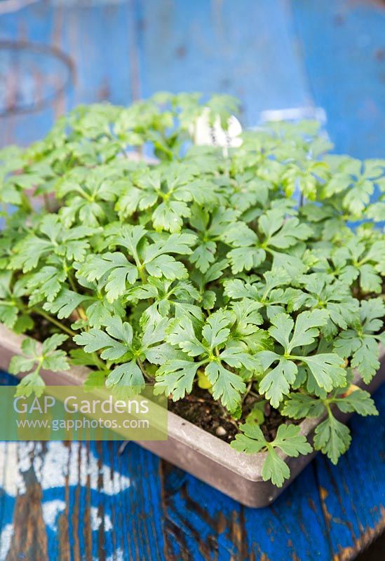 Growth development of self seeded Geranium maderense
