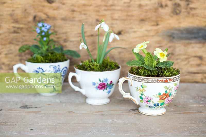 Decorative tea cup display planted with Primula vulgaris, Galanthus nivalis and Myosotis - Forget-me-not