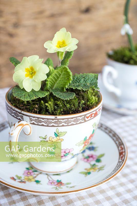 Decorative tea cup display planted with Primula vulgaris
