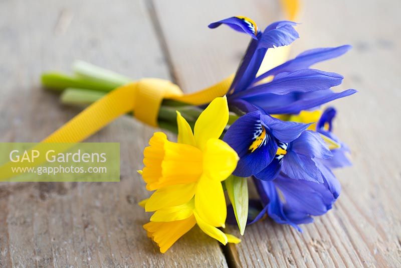 Display of Narcissus 'Tete-a-tete' and Iris reticulata with yellow ribbon