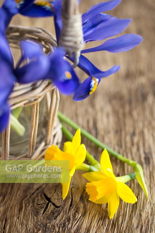 Display of Iris reticulata and Narcissus 'Tete-a-tete' against wooden surface