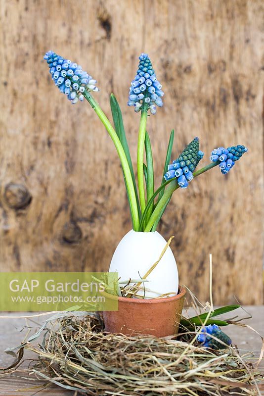 Display of Muscari armeniacum planted in duck egg within a nest