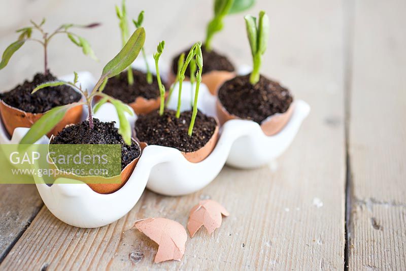Display of tomato, sweet pea and broad bean grown inside egg shells