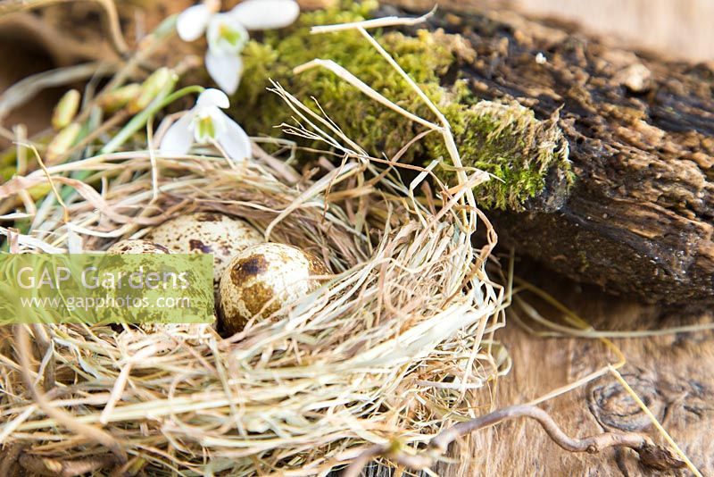 Display of Quail eggs in a straw nest with Galanthus nivalis