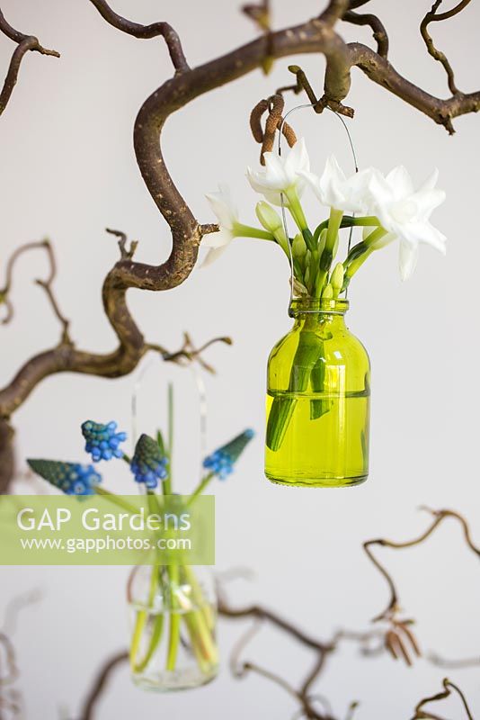 Glass jar display of Narcissus papyraceus 'Paperwhite' and Muscari armeniacum