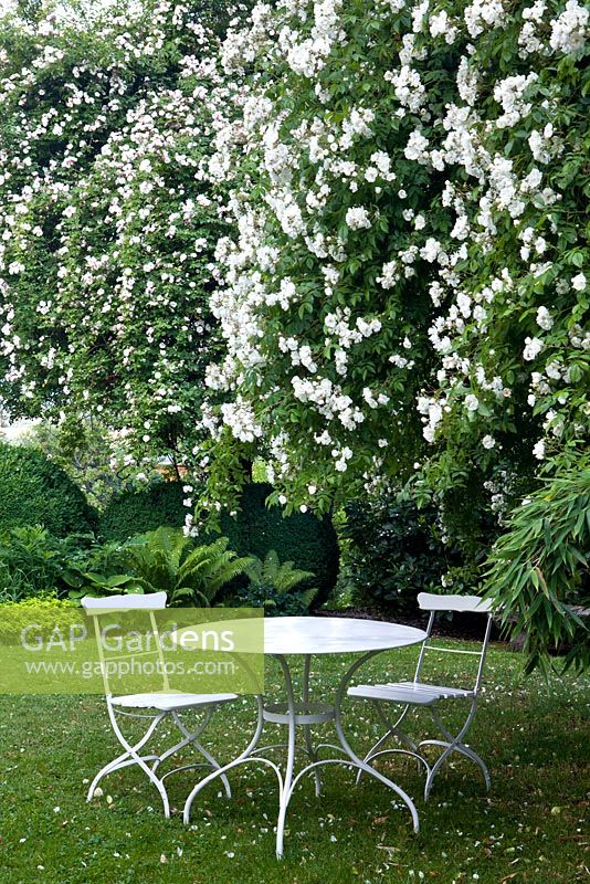 Rosa 'Bobbie James' in tree - white table and chairs, Campanula persicifolia,