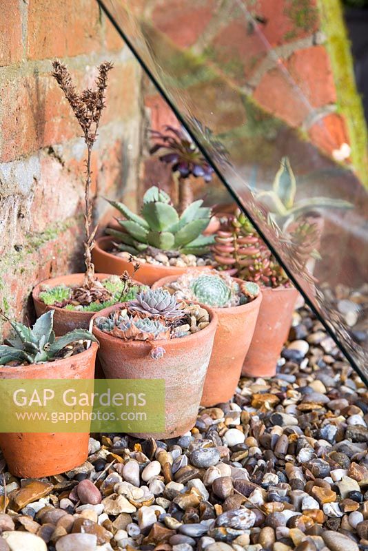 Protecting succulents from harsh weather conditions by shielding with Perspex.