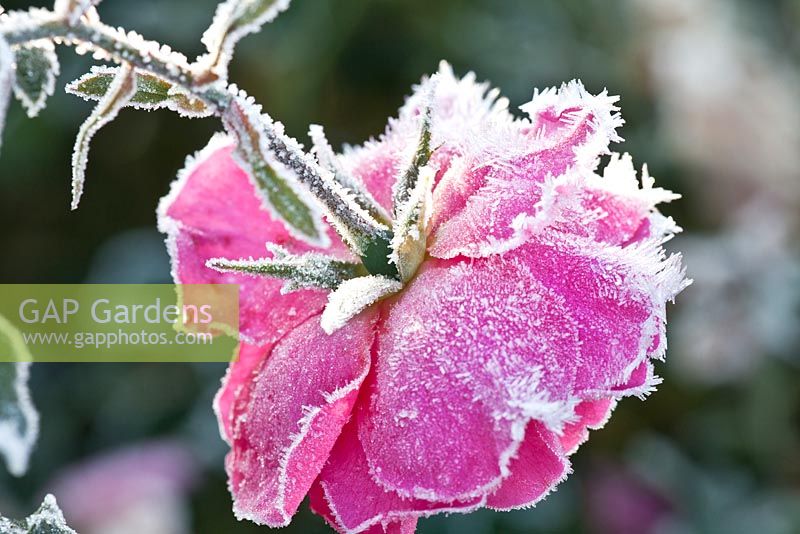 Rosa 'Pearl Mirato' with hoar frost