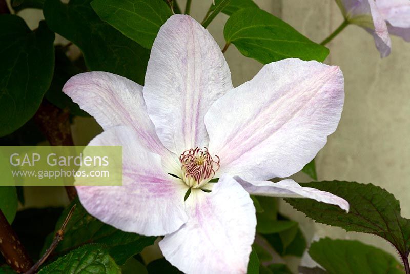 Clematis 'Special Occasions'