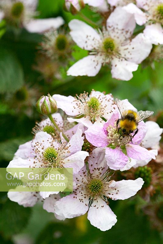 Rubus fruticosus 'Black Satin' - Thornless Blackberry