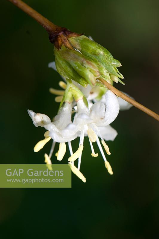 Lonicera x purpusii coming in to flower.