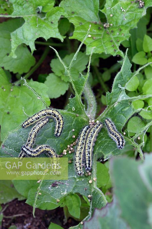 Caterpillars of cabbage white butterfly destroying Lunaria annua (Honesty) plants