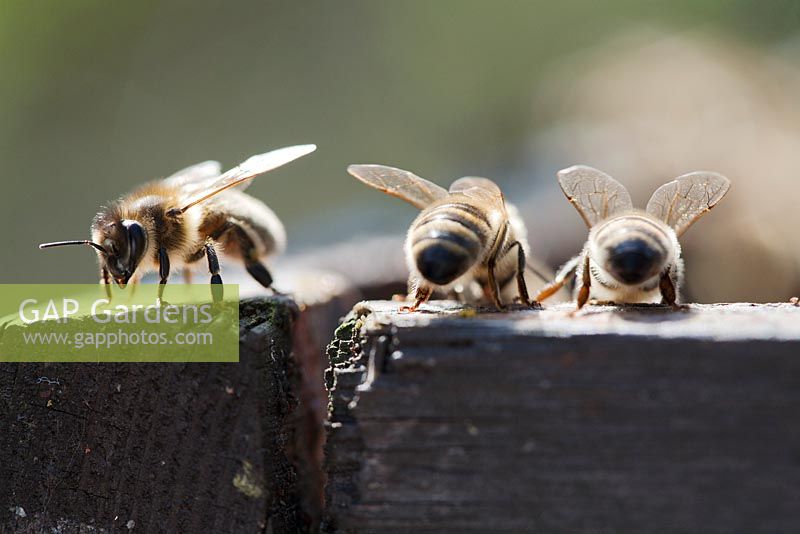Honey bee workers (Apis mellifera)