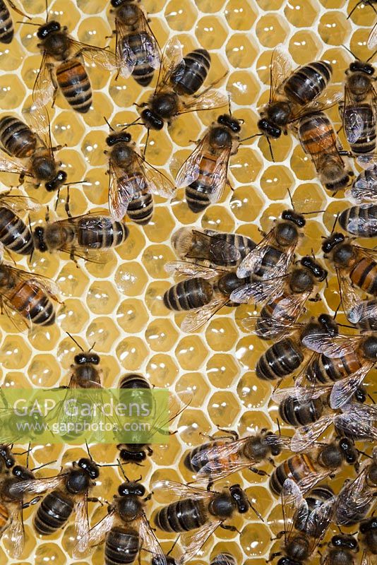 Honey bee workers on empty comb - Apis mellifera, Sussex, UK
