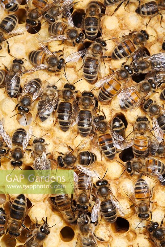 Honey bee workers on empty comb - Apis mellifera, Sussex, UK
