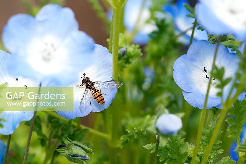 Marmalade hoverfly female (Episyrphus balteatus)on geranium flower. This is a common species and a useful pollinator. The larva is predatory and is an important biological control agent of aphid pests.