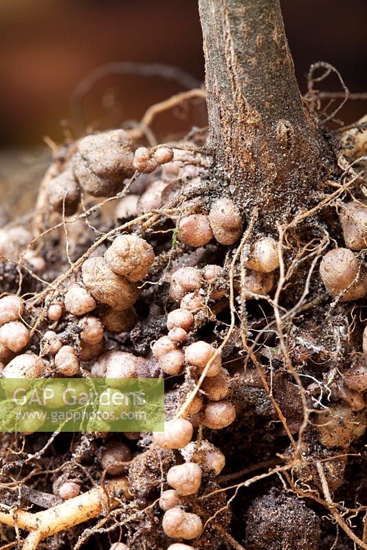 Root nodules on the roots of runner bean plants, associate with symbiotic nitrogen-fixing bacteria.