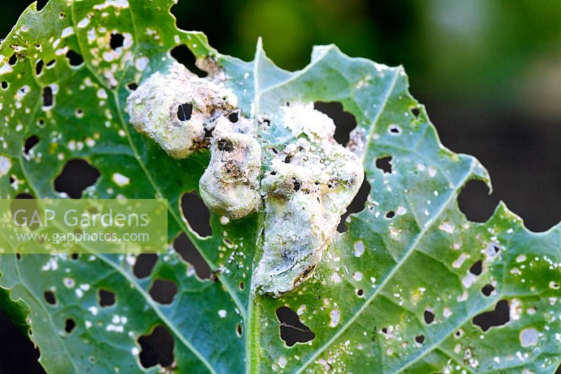 Brassica Downy Mildew on brussels sprout leaves.Caused by the fungus Peronospora parisitica.