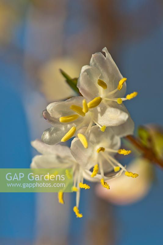 Lonicera x purpusii - Winter honeysuckle  