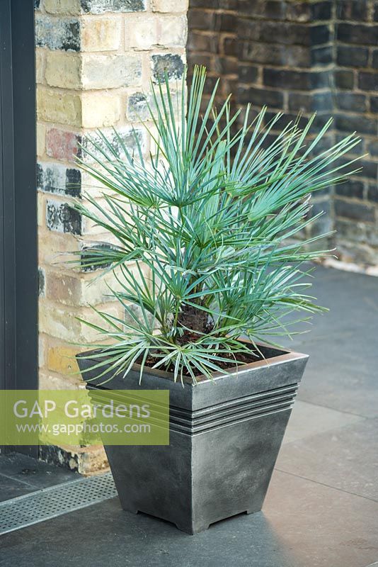 Chamaerops humilis var. argentea in container on slate patio