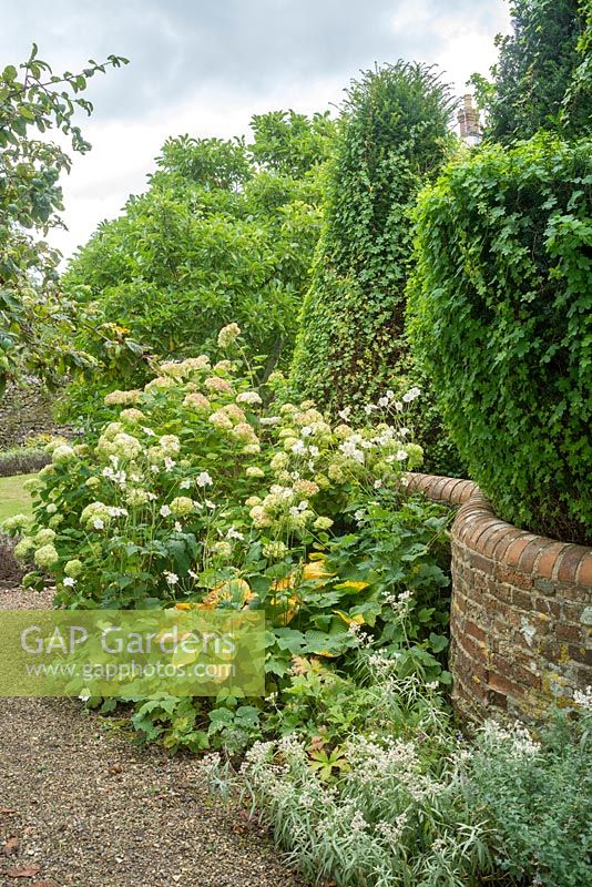 View of garden in late summer with serpentine brick wall Hydrangea arborescens, japanese anemones, hosta and yew topiary clothed with Tropaeolum speciosum foliage. 