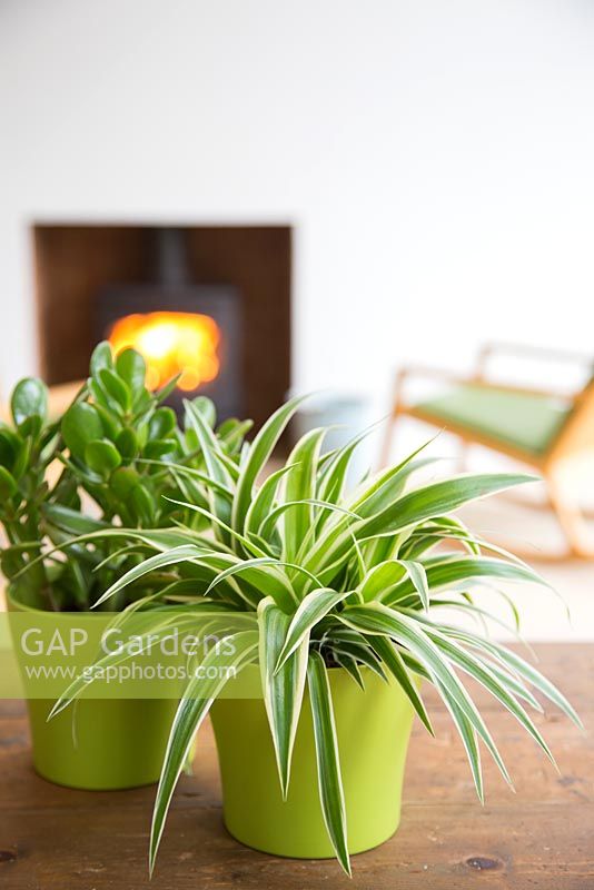 Chlorophytum comosum - Spider plant and Crassula argentea - Money tree, with view to fireplace