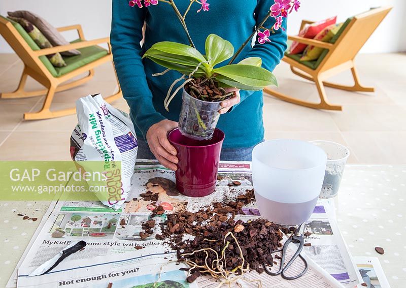 Placing Phalaenopsis - Moth Orchid in decorative pot.