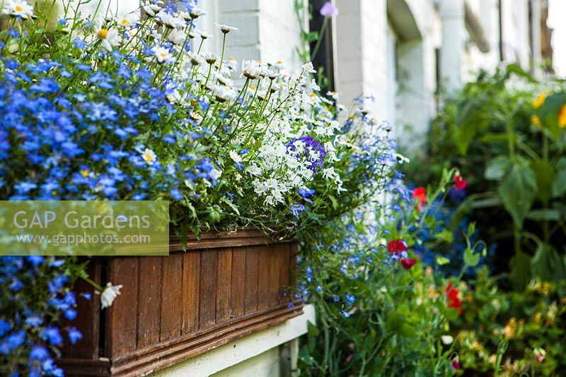 Lobelia 'Blue Cascade', Marguerite Daisy and Argyranthemum bacopa'Snowflake' in wooden window box on Kitchen window seal Railway cottages garden in London, July