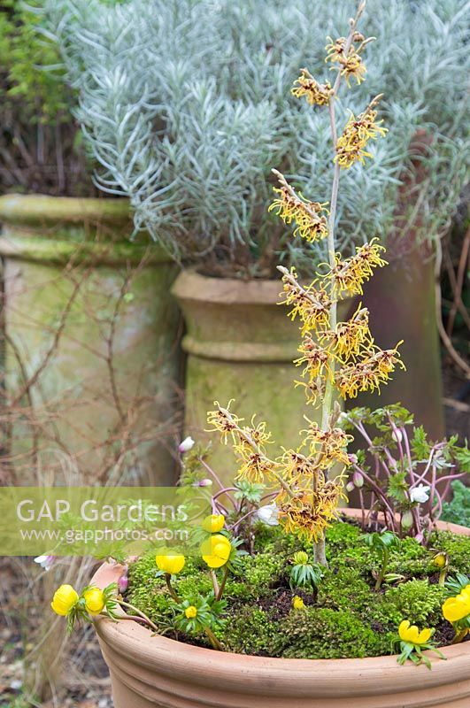Winter container with Anemone blanda 'White Splendour', Cyclamen coum, Winter Aconite - Eranthis cilicica, Hamamelis x intermedia 'Vesna' - Witch Hazel. 