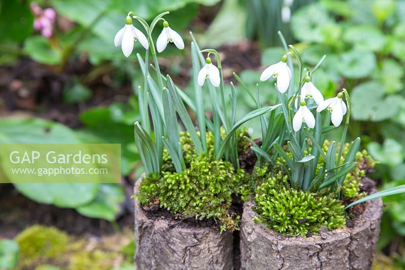 Galanthus nivalis planted in bark with moss