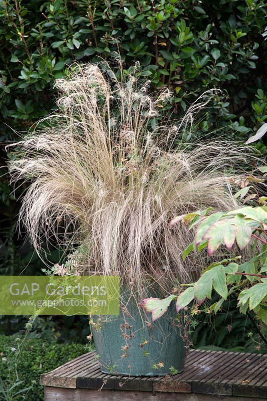 Stipa tenuissima variety Pony Tails in seaside pot - ornamnetal grass gone to seed in September 