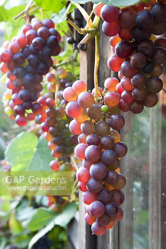Vitis vinifera variety 'Boskoop Glory' ripening in September - grapevine grown on garden shed 