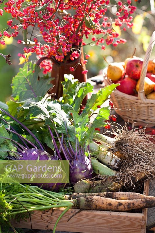 Autumn displays of harvested vegetables - purple kohl rabi, leeks, carrots.