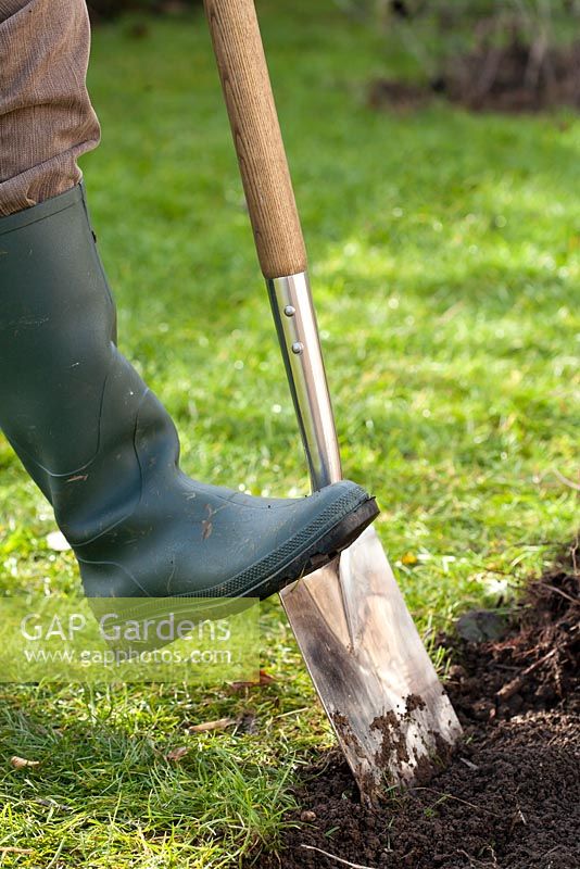 Man preparing bed using spade for planting beech hedge.