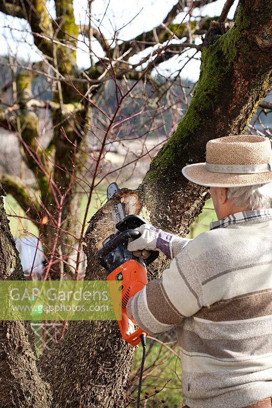 Treating fungus on a cherry tree. Man removes the infected part with a saw. Step by step.