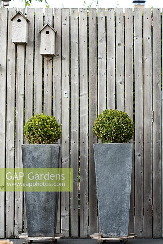 Tall containers planted with box topiary.